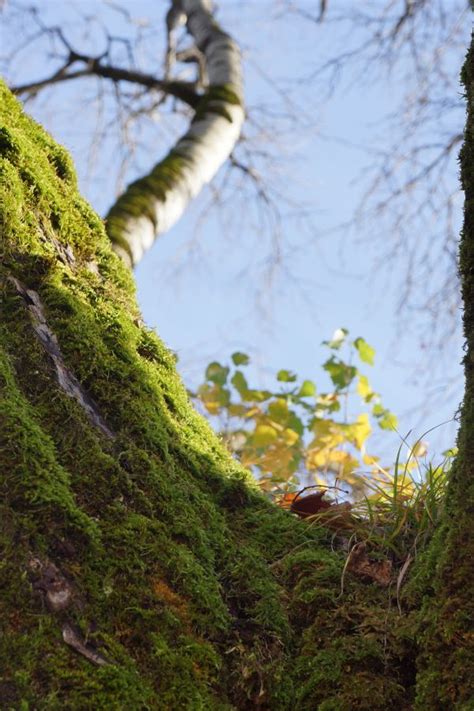 Free Images Tree Nature Forest Rock Wilderness Wood Leaf Trunk