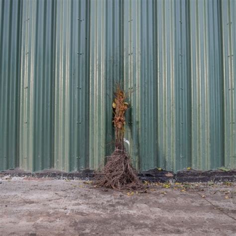 Small Leaved Lime 60 80cm Bare Root Tilia Cordata ScotPlants Direct UK