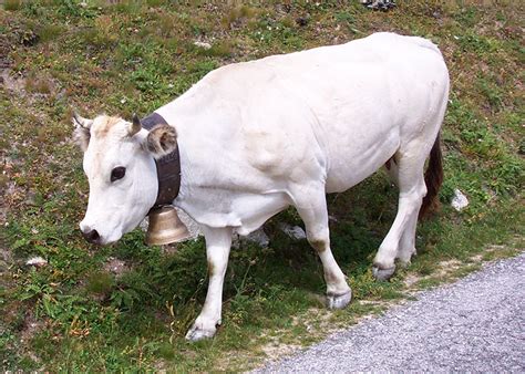 Piedmontese Cattle Oklahoma State University