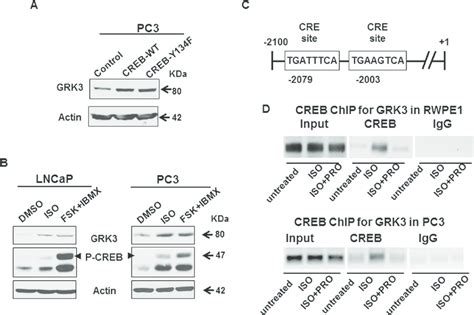 Grk Is A Direct Transcriptional Target Of Creb Activation A Western