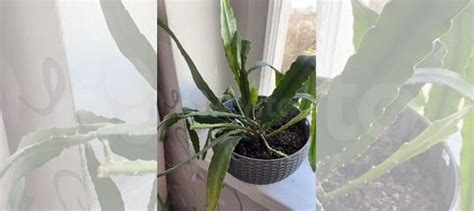 Эпифиллум растение купить в Москве | Товары для дома и дачи | Авито