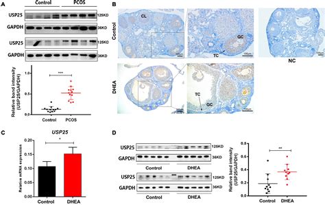 Frontiers Usp Regulates The Proliferation And Apoptosis Of Ovarian