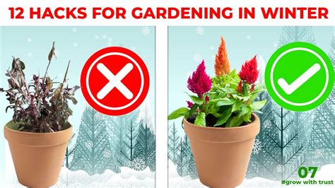 How To Care For Plants In Winter Ep 7 YouTube