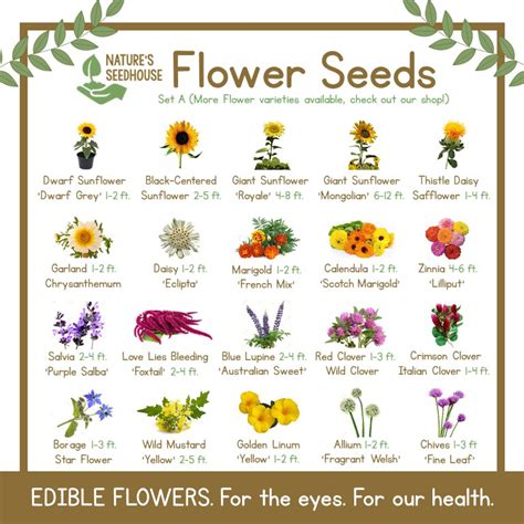 Flower Seeds Collection SET A — TOP-QUALITY PLANT SEEDS | Shopee ...