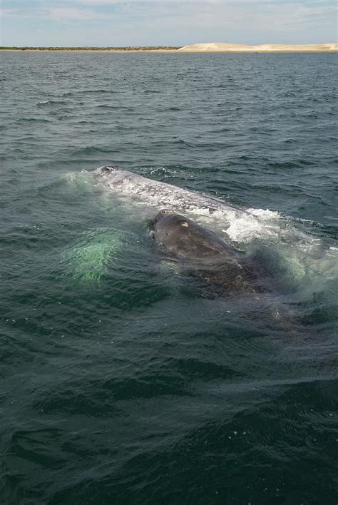 Grey Whale With Calf Photograph by Christopher Swann/science Photo ...