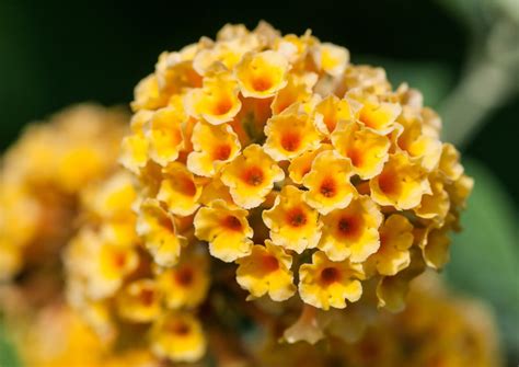 Buddleia - The Plant Care Guide