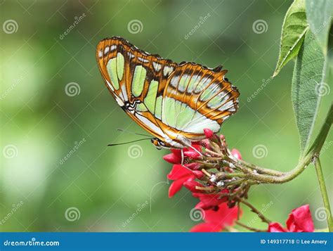 Malachite butterfly stock photo. Image of postman, animal - 149317718