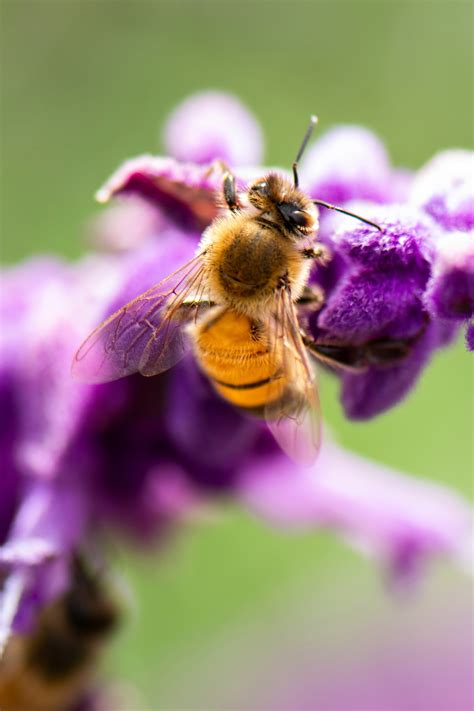 A Quick Guide To Types Of Honey Bees