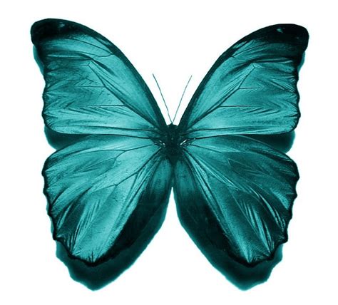 Teal Butterfly For Artwork