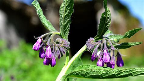 Medicinal Uses For Comfrey Wound Healer Muscle Relaxer Ulcer