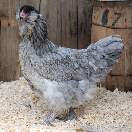 Day Old Blue Ameraucana Chicks for Sale | Order as Few as 3 Chicks