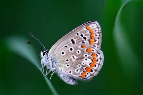 Lycaenid View On Black Umberto Salvagnin Flickr