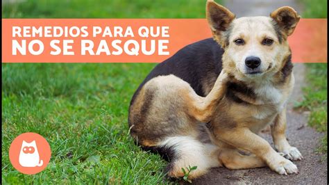 Qué hacer si mi PERRO se RASCA MUCHO 7 REMEDIOS CASEROS para los