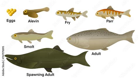 Life Cycle Of A Salmon Salmons Have An Average Lifespan Of Years