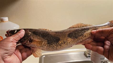 Sixteen Inch Sauger Caught Behind Old Hickory Dam Youtube