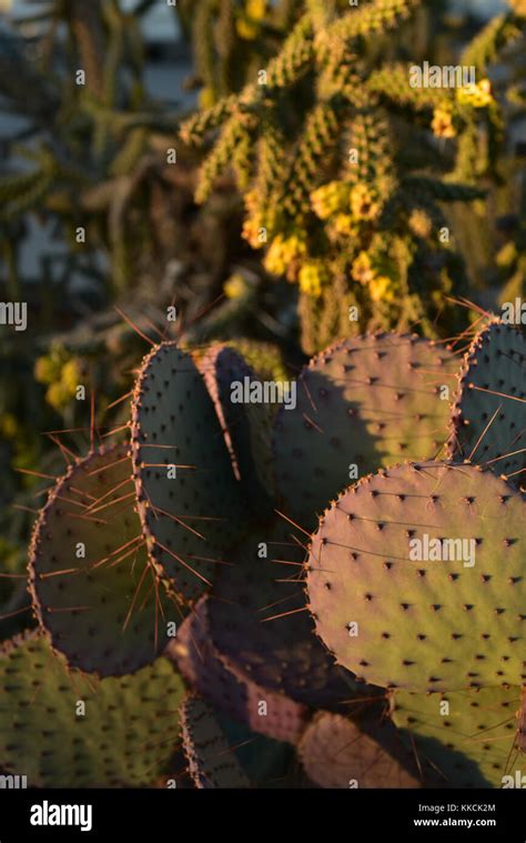 desert cactus plants Stock Photo - Alamy