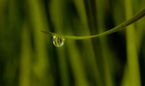 Imagem gratuita jardim flor natureza chuva gota verão pétala