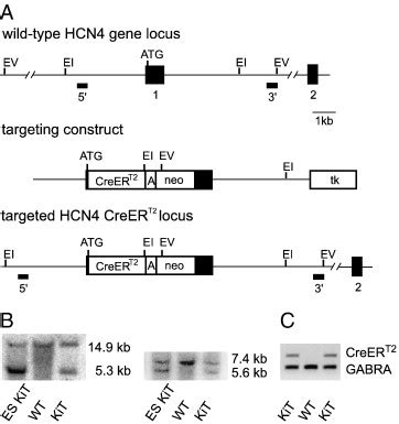 Tamoxifen Inducible Gene Deletion In The Cardiac Conduction System