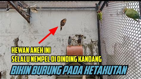 Hewan Aneh Ini Nempel Di Dinding Kandang Bikin Burung Pada Ketakutan