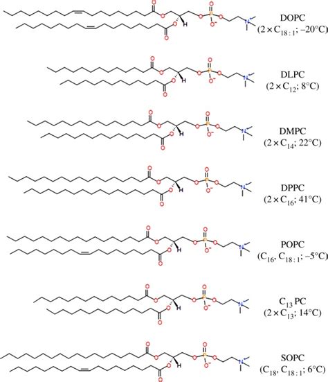 The Structures Of 1 2 Dioleoyl Sn Glycero 3 Phosphatidylcholine DOPC