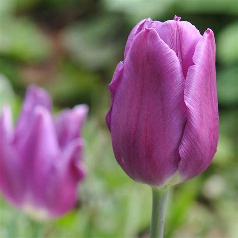 Buy triumph tulip bulbs Tulipa Blue Ribbon: £2.99 Delivery by Crocus