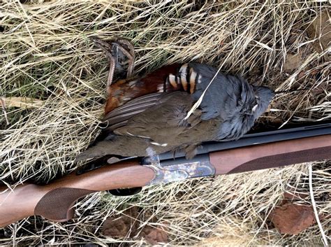 Hunting Mountain Quail in California - Hack Outdoors