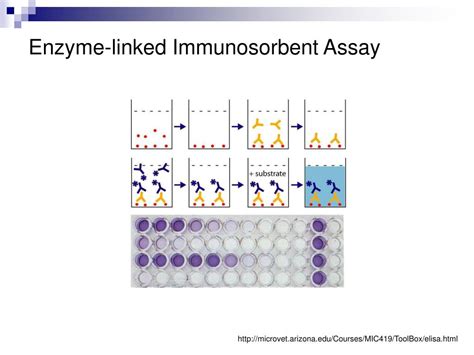 Ppt Enzyme Linked Immunosorbent Assay Elisa Powerpoint Presentation