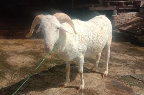 Simak Syarat Dan Kriteria Domba Atau Kambing Untuk Kurban Di Hari Raya