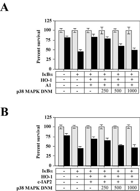 Functional Interaction Between Nf B Dependent Genes And Ho Requires