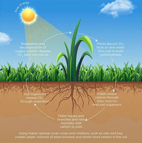 Soil Carbon Sequestration: A Sustainable Approach