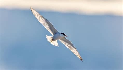 Exploring Different Types of Seagulls