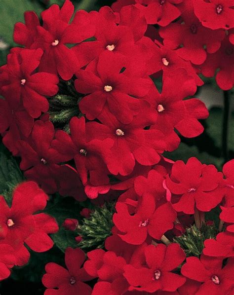 Verbena Superbena Red Sun Pahls Market Apple Valley Mn