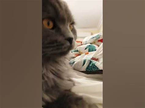 Басик милый - YouTube