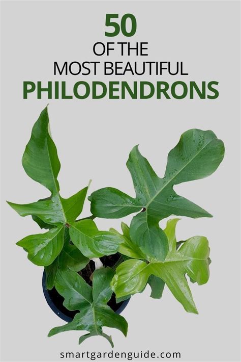 50 Stunning Philodendron Varieties You Will Love Artofit