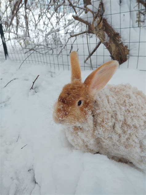 Adult Satin and French Angora Rabbits – Rabbits for Sale