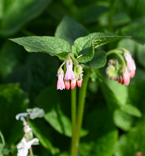 Beinwell Symphytum Officinale Echter Beinwell Symphytum Flickr