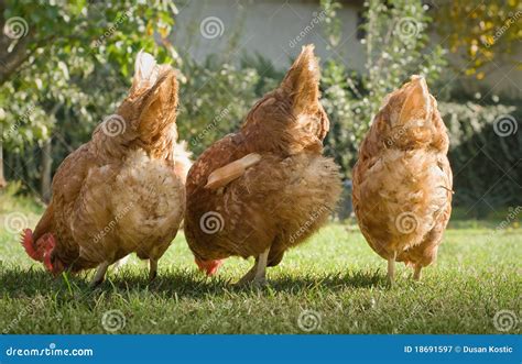 Gallinas En La Granja Fotografía De Archivo Libre De Regalías Imagen