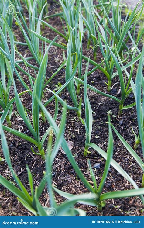 Young Garlic Sprouts Growing Out Of The Ground In The Open Stock Photo