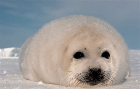 Милые морские котики (30 фото) ⚡ Фаник.ру