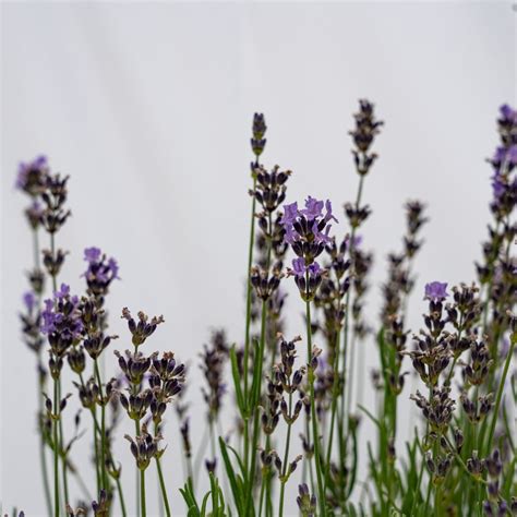 Lavender Dwarf Blue Hedges And Edging Hedge Xpress