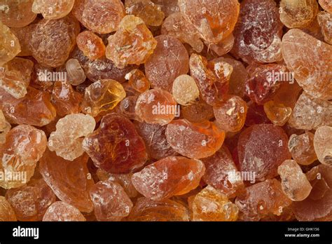 Gum Arabic Tree Hi Res Stock Photography And Images Alamy