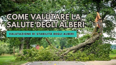 Come Valutare La Salute Degli Alberi Consulente Agrario