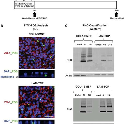 Morphological Characterization Of Hipsc Rpe Cultures On Bmsf