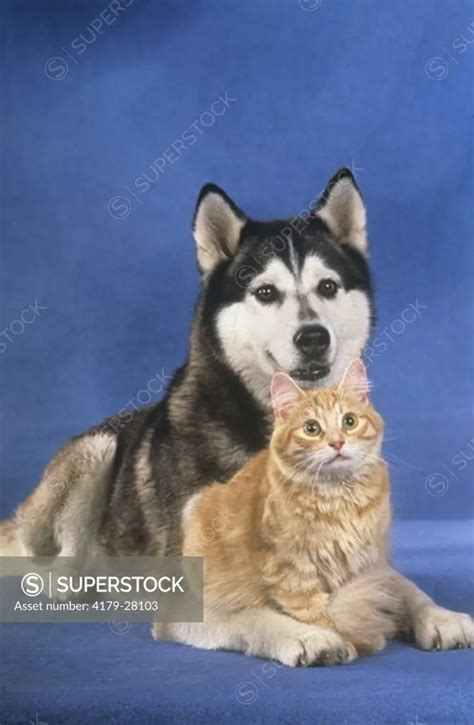 Siberian Husky & Cat - SuperStock