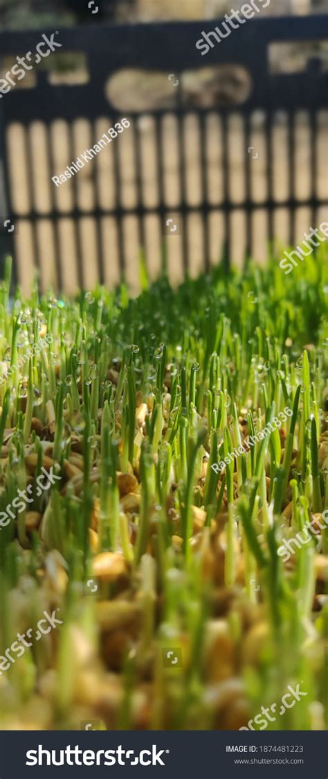 Nutritious Hydroponic Barley Fodder Barley Germinated Stock Photo