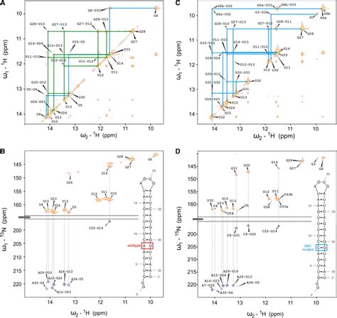 A Imino Region Of A H H Noesy Spectrum Recorded On A U Hp Wt Rna