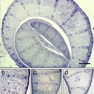 Cellular structure in different stages of aerenchyma formation. a Solid ...