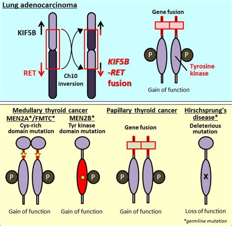 Ret Fusion Gene Translation To Personalized Lung Cancer Therapy