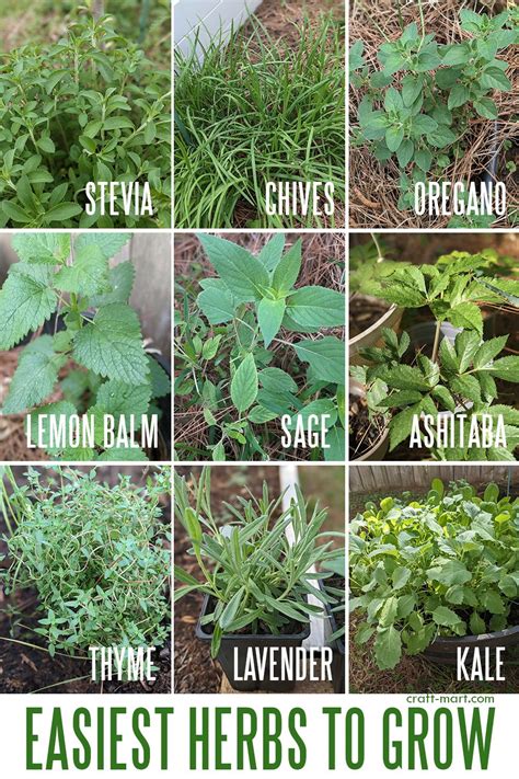 Easiest Herbs To Grow For Year Round Use Easy Herbs To Grow