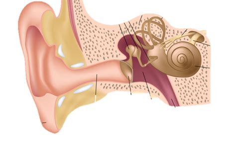 components and functions of the outer, middle, and inner ear Diagram ...